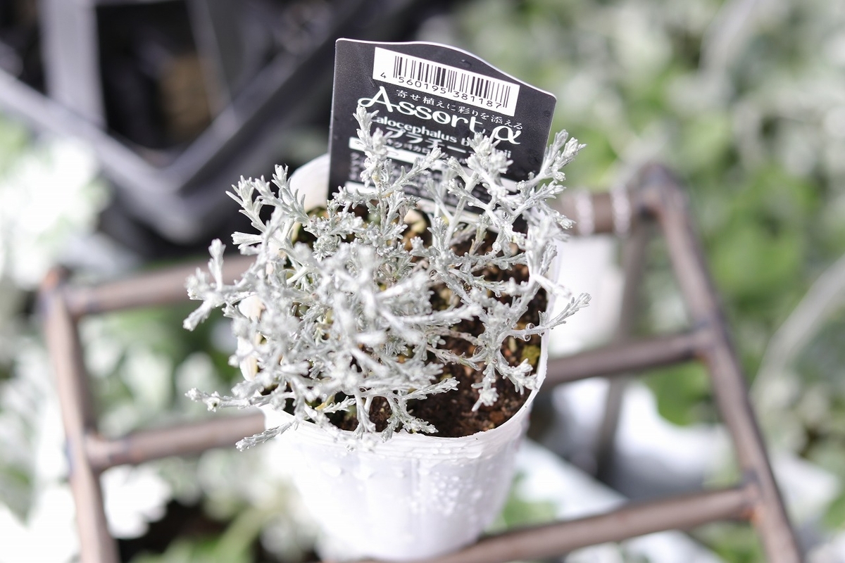 寄せ植えに最適なㇱルーバーリーフの品種5選 - GP-Yamacho