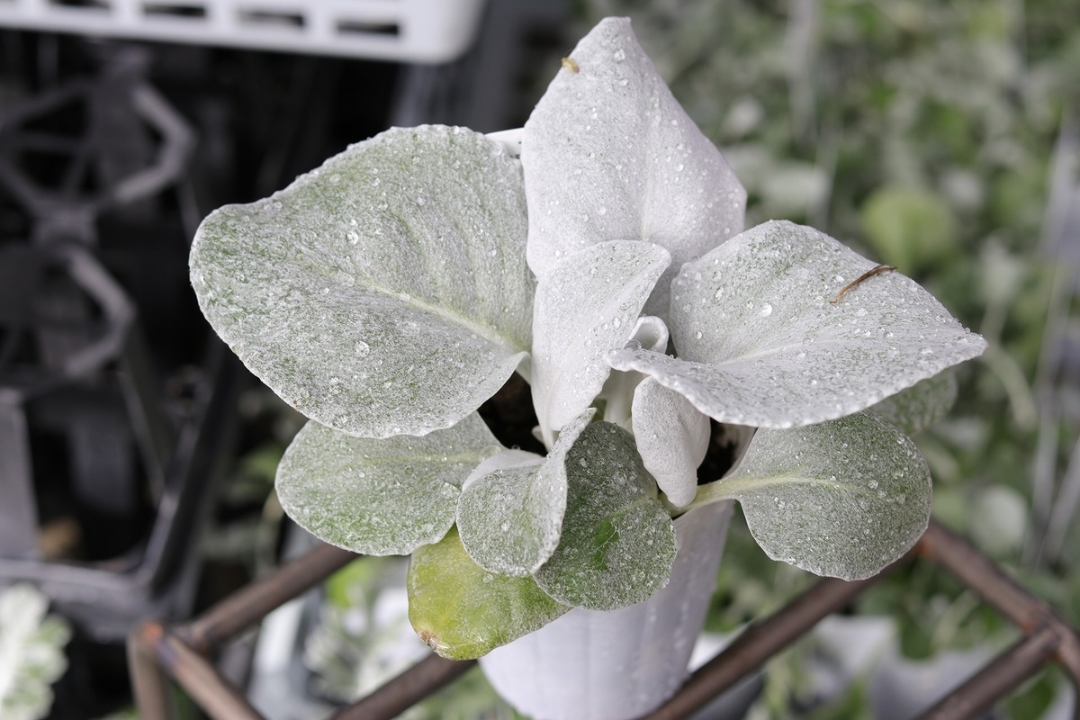 寄せ植えに最適なㇱルーバーリーフの品種5選 - GP-Yamacho
