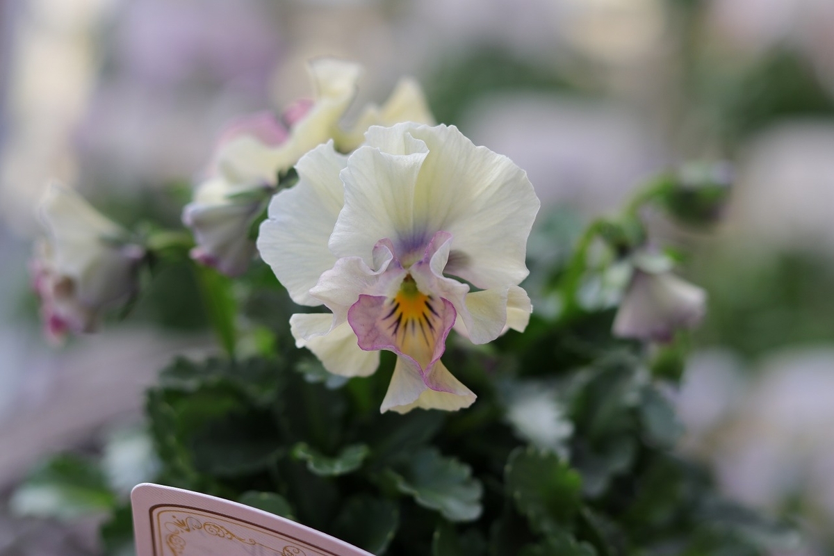 グリーンプラザ山長のビオラ入荷情報！#春先 - GP-Yamacho