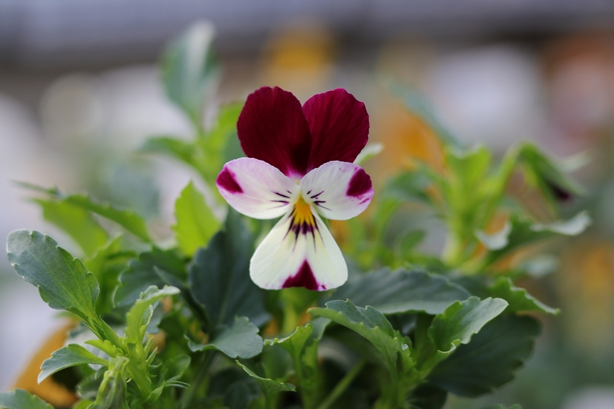 グリーンプラザ山長のビオラ入荷情報！#春先 - GP-Yamacho