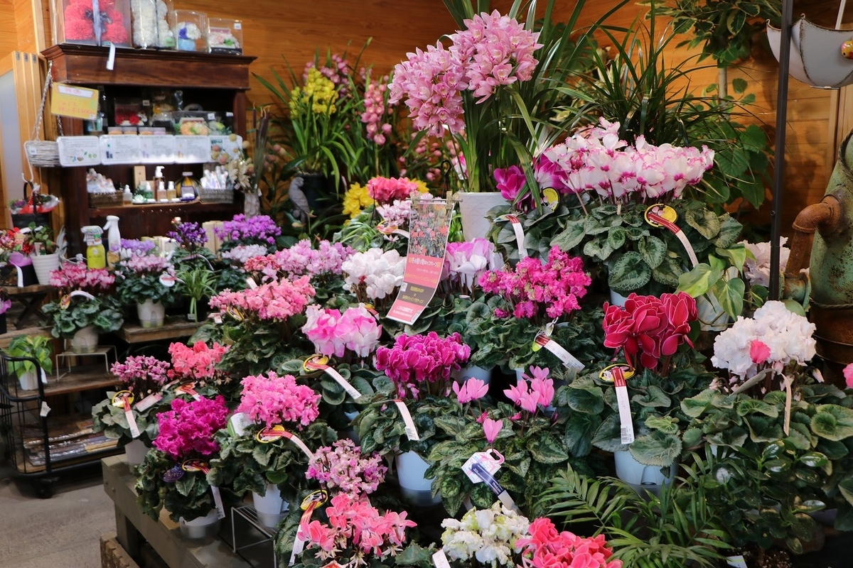 🌿植物全品30％OFF！花苗や観葉植物も！#セール - GP-Yamacho