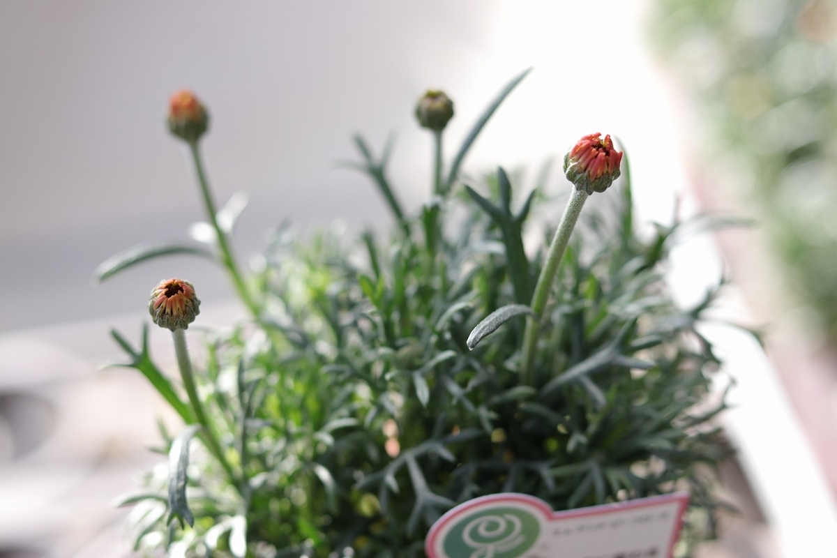 ローダンセマム ムーン 3.5号ポット苗 寄せ植え 花壇