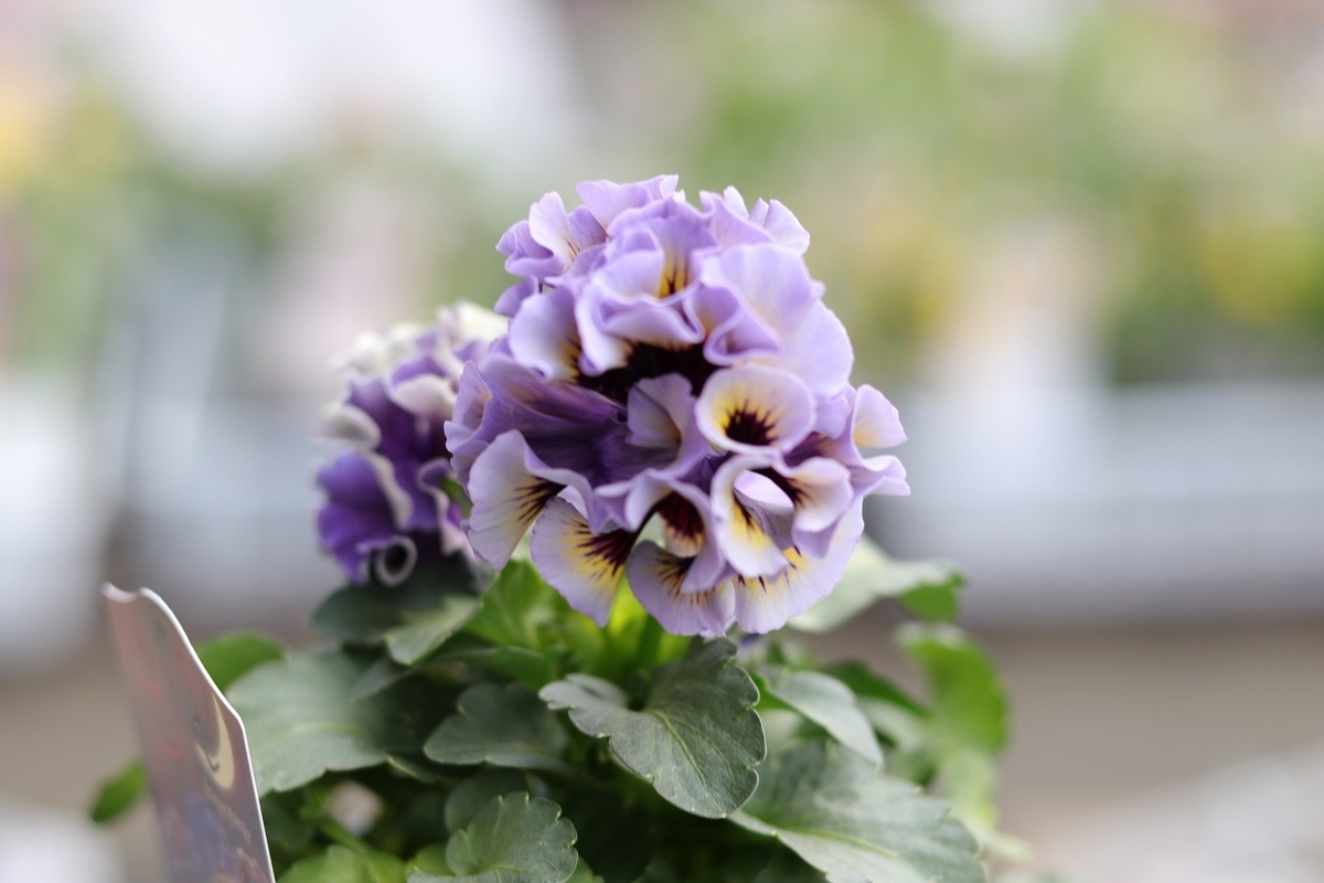 パンジー ドラキュラ アソート 3.5号ポット苗 Dracula 寄せ植え 花壇 鉢植え お洒落 オシャレ 冬の花 花 希少種
