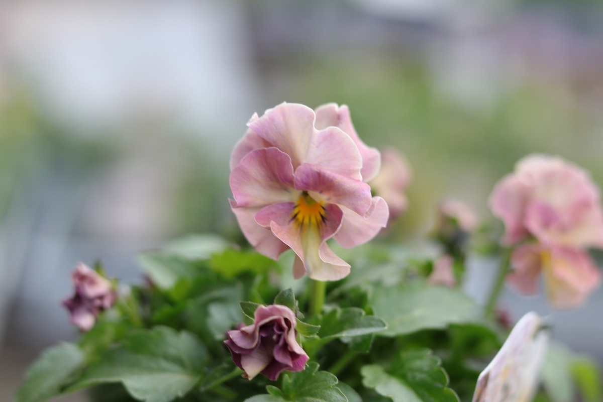 ビオラ ヌーヴェルヴァーグ アンジュ 3.5号ポット苗 NouvelleVague 寄せ植え 花壇 鉢植え お洒落 オシャレ 冬の花 花