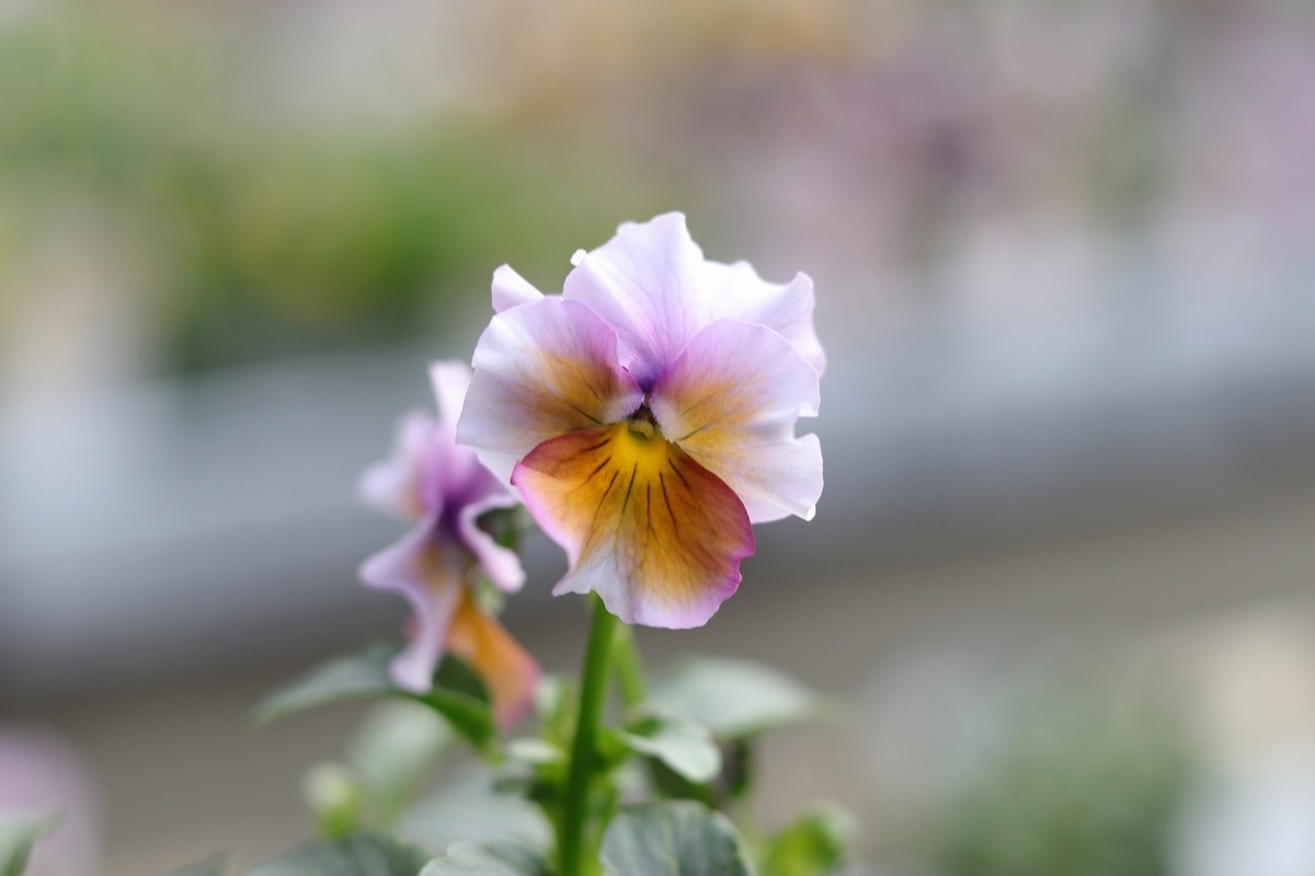 豊明花き×見元園芸コラボ フリル咲き ビオラ エーデル アソート 3〜3.5号ポット苗 寄せ植え 花壇 鉢植え お洒落 おしゃれ 可愛い 春の花 冬の花 花 苗 初心者