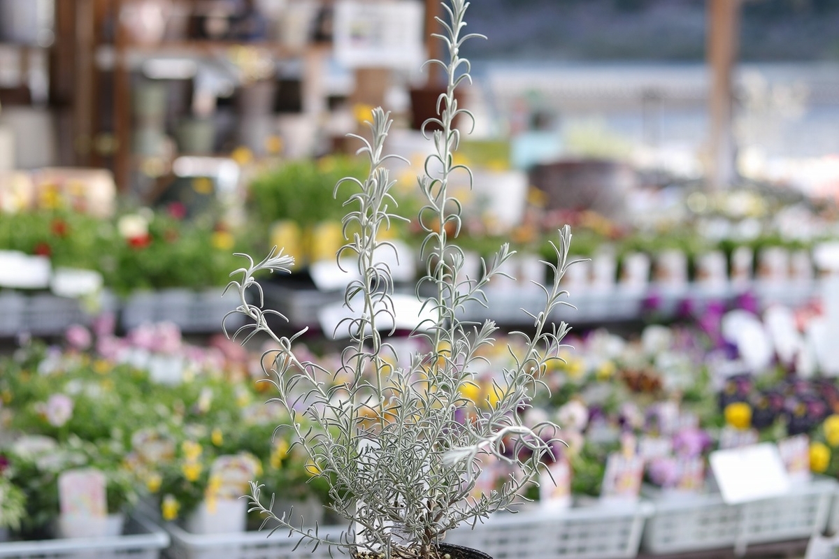 エレモフィラ ニベア 3.5号ポット苗 寄せ植え 花壇 カラーリーフ