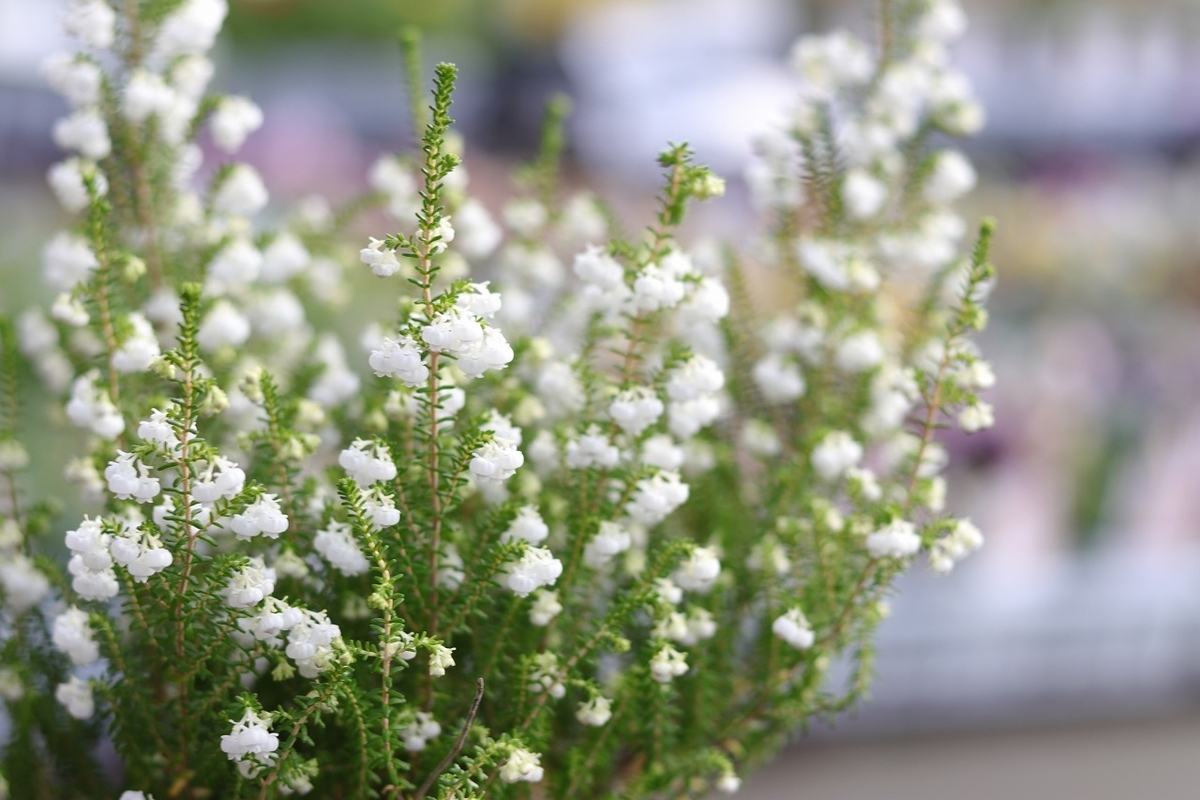 スズランエリカ 4号鉢 エリカ 鈴蘭エリカ 鉢花 寄せ植え 花壇 鉢植え お洒落 オシャレ 可愛い 長持ち 純白 冬の花 花
