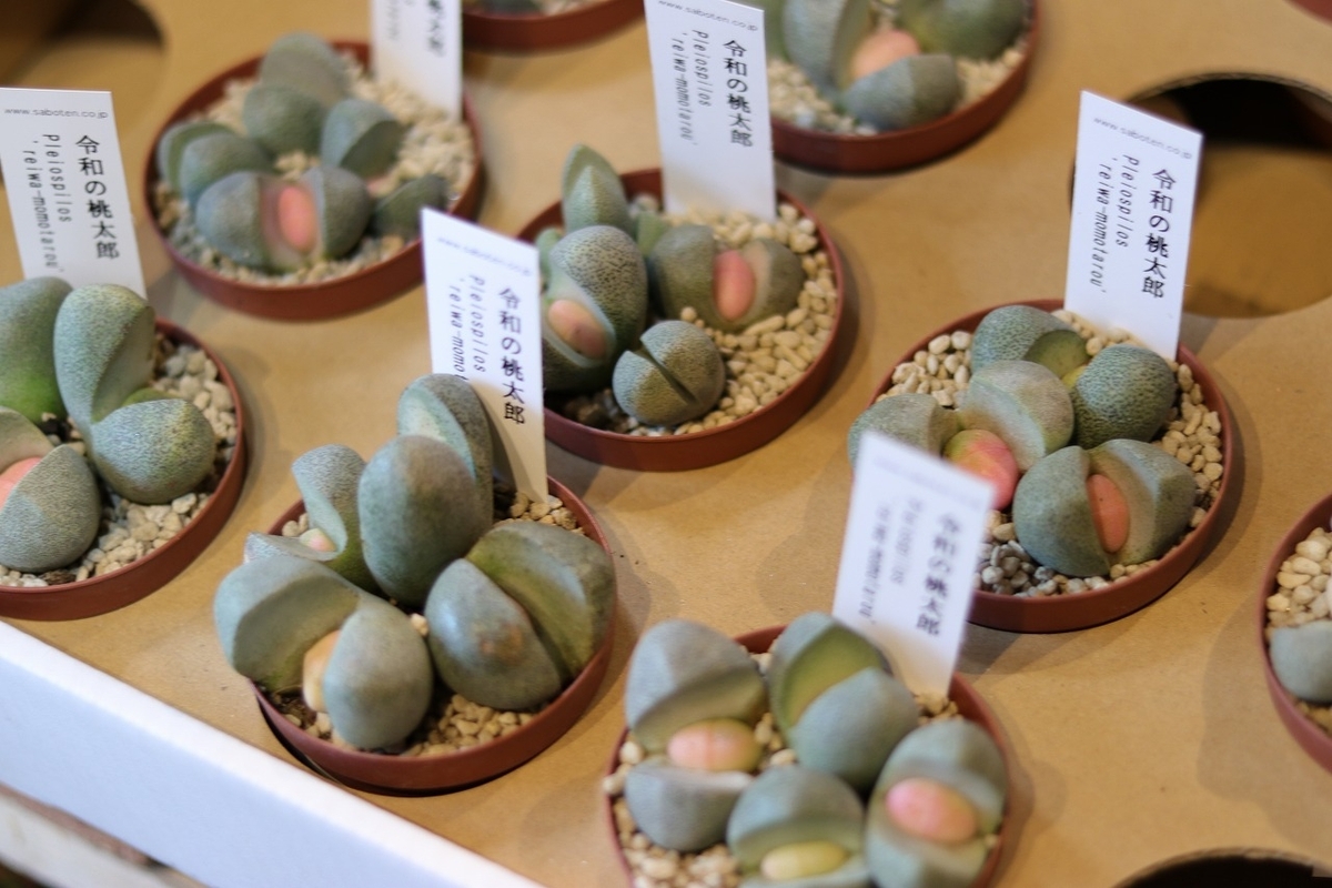 多肉植物 プレイオスピロス 令和の桃太郎 2.5号ポット苗 メセン お洒落 オシャレ インテリア 可愛い かわいい 希少種