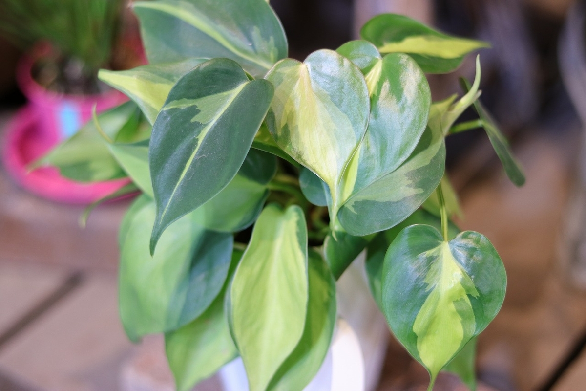 斑入り フィロデンドロン ブラジル 4号鉢 オキシカルジューム オキシカルジウム 観葉植物 鉢植え お洒落 おしゃれ 可愛い インテリア ハンギング 室内 苗 初心者