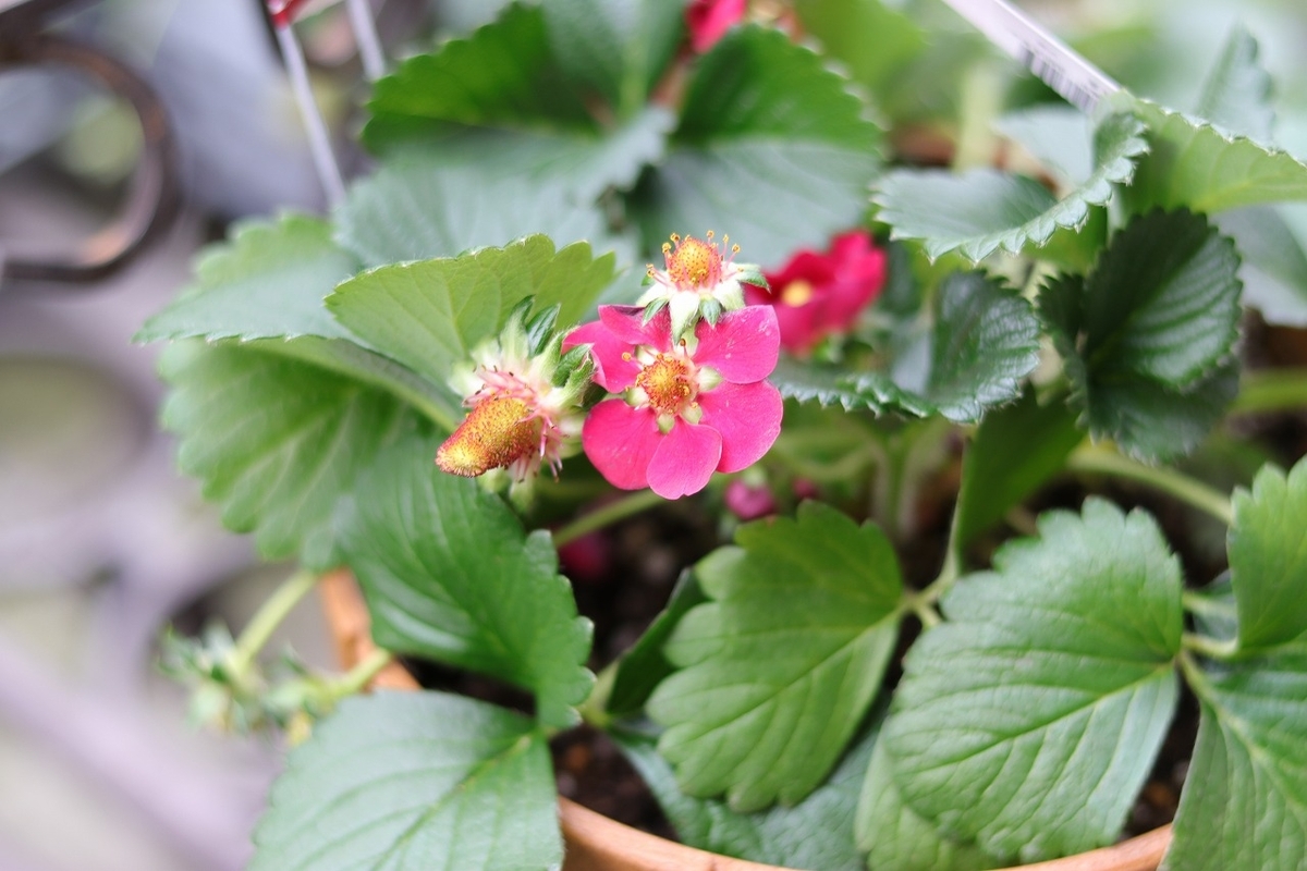 ガーデンストロベリー 3.5号鉢 四季なり イチゴ イチゴ苗 寄せ植え 花壇 鉢植え お洒落 オシャレ 可愛い 春の花 花 野菜 果物