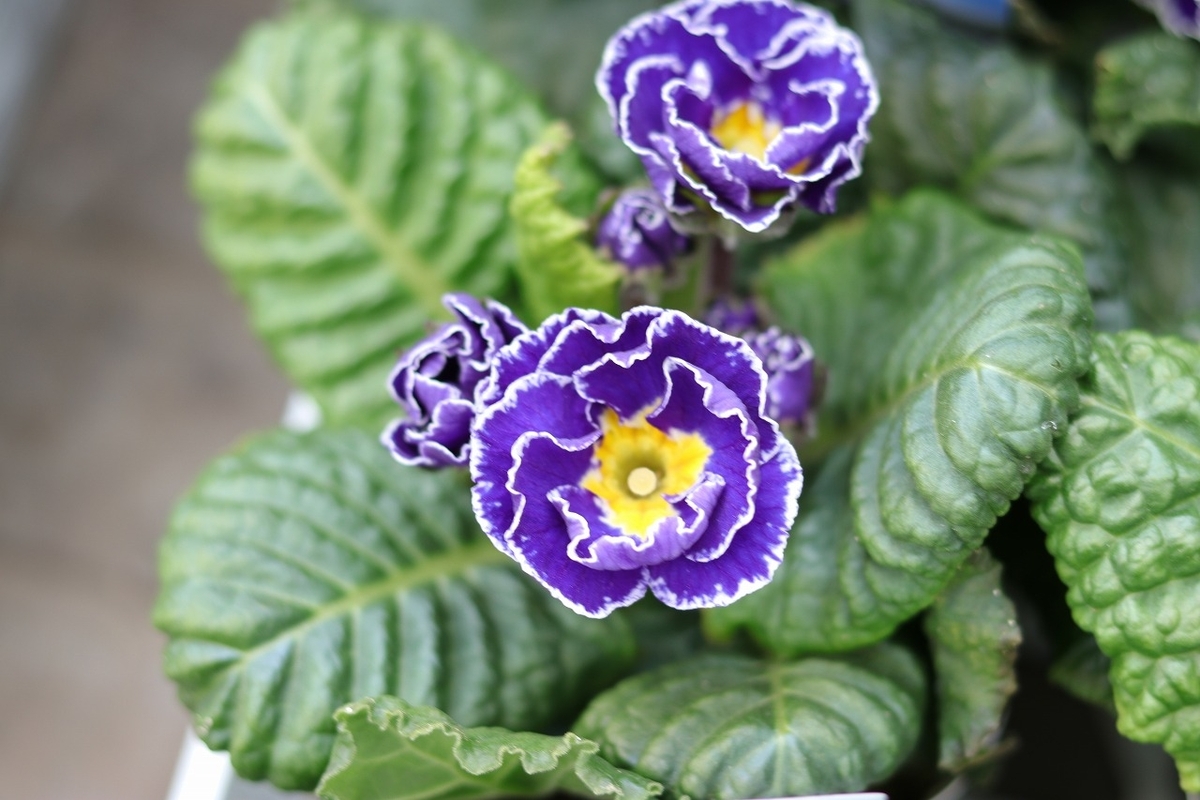 プリムラ アコーリス 群青の空 3.5号ポット苗 寄せ植え 花壇 鉢植え お洒落 オシャレ シック 冬の花 春の花 花