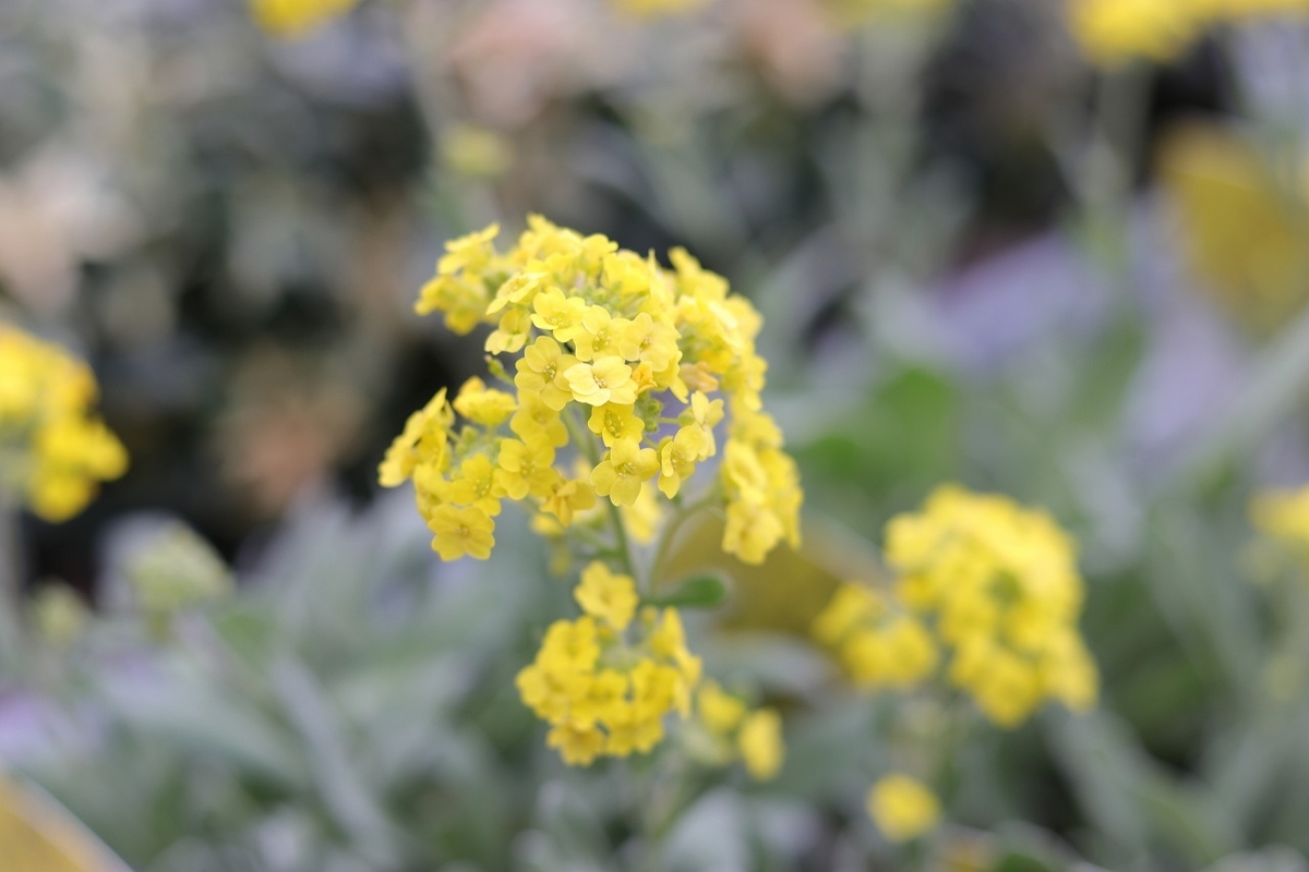 宿根アリッサム サクサティーレ サミット 3.5号ポット苗 アリッサム 寄せ植え 花壇 鉢植え お洒落 可愛い 春の花 花 苗 初心者