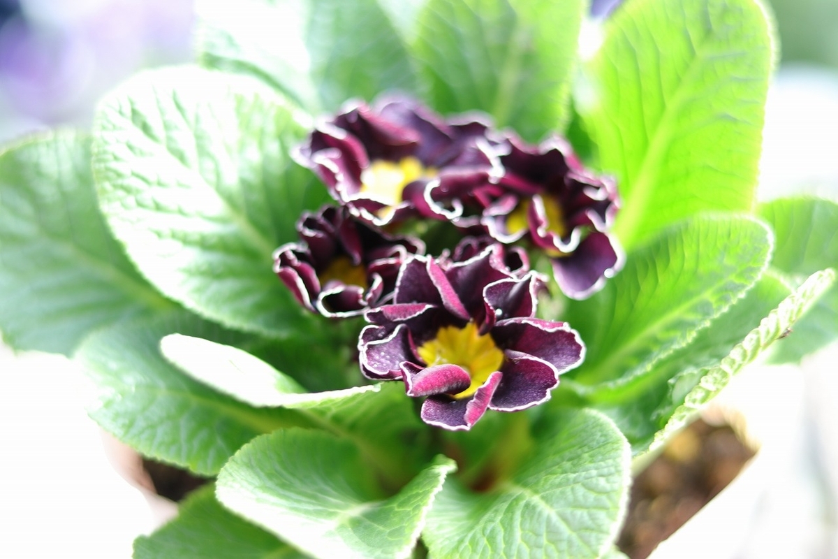 プリムラジュリアン: 冬の寄せ植えの主役♪ #ガーデニング - GP-Yamacho