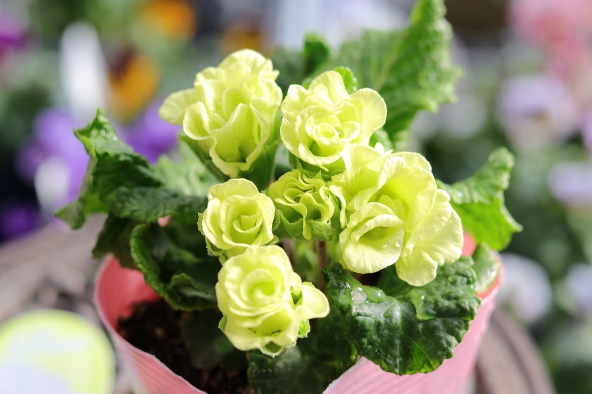 プリムラジュリアン: 冬の寄せ植えの主役♪ #ガーデニング - GP-Yamacho