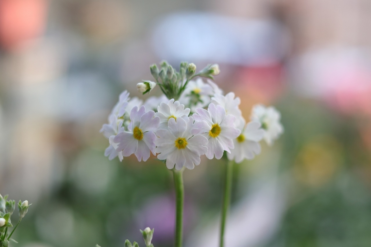 一重咲き プリムラ マラコイデス スノー ライトピンク 3〜3.5号ポット苗 桜草 寄せ植え 花壇 鉢植え お洒落 おしゃれ 可愛い 冬の花 春の花 花 苗 初心者