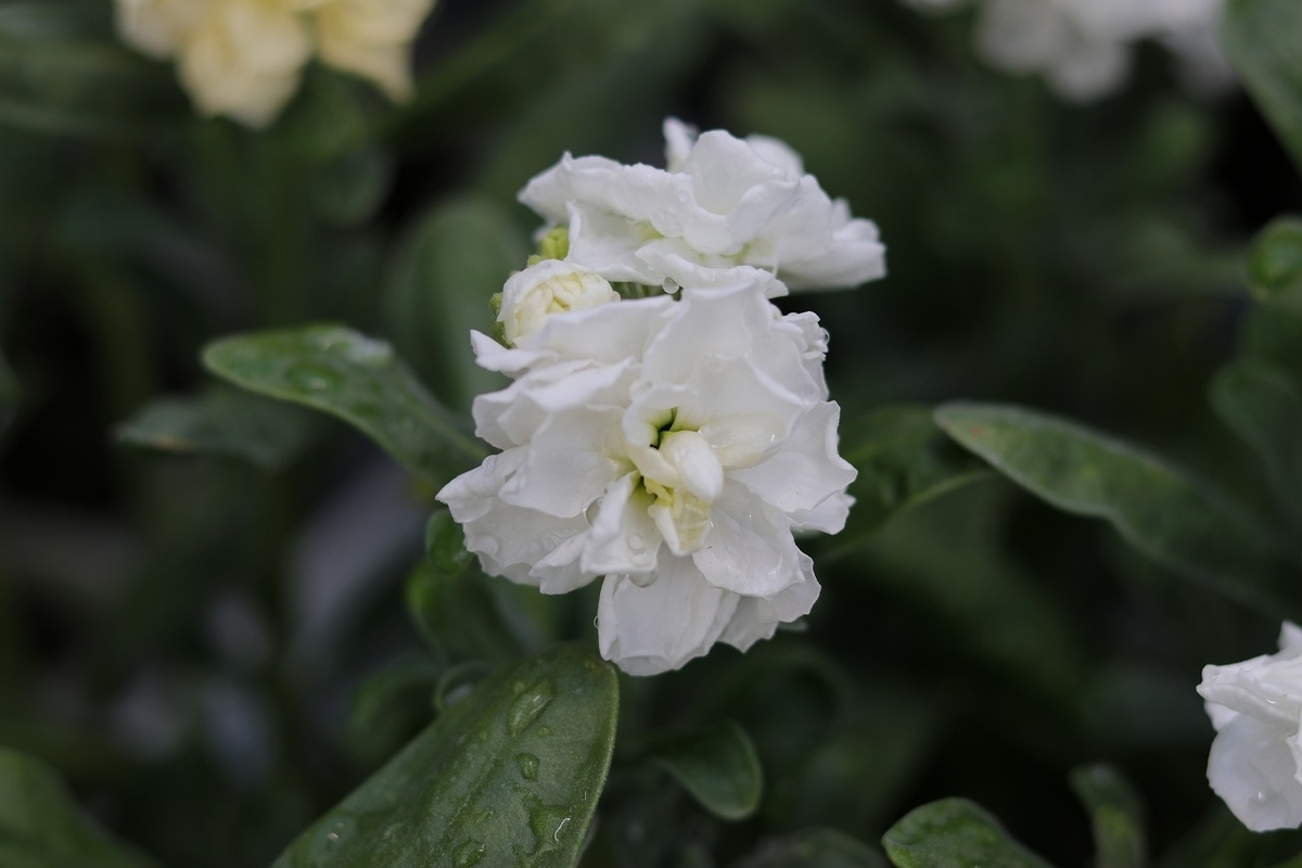 八重咲きストック ハイダブルホワイト　3.5号ポット苗 寄せ植え 花壇