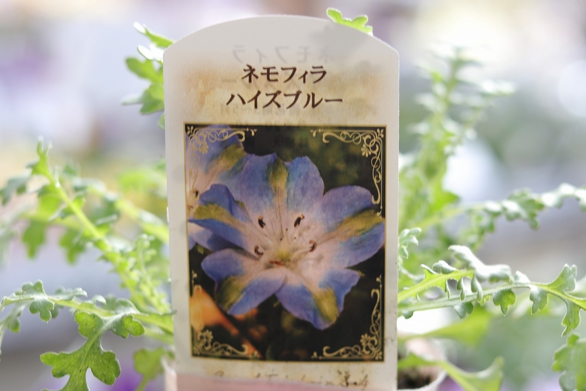 ネモフィラ ハイズブルー 3〜3.5号ポット苗 寄せ植え 花壇 鉢植え お洒落 おしゃれ 可愛い ブルー 青 青い花 春の花 花 苗 初心者 希少