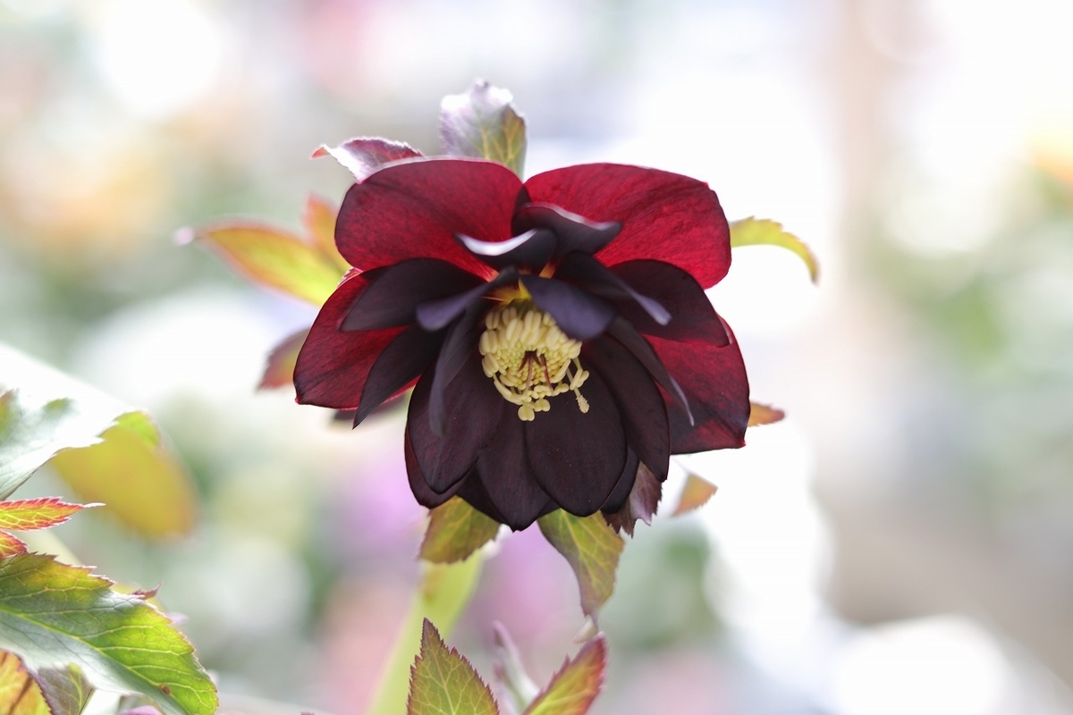 【現品303】 クリスマスローズ オリエンタリス 八重咲き ブラック 花付き開花株 5号鉢 希少 現品303