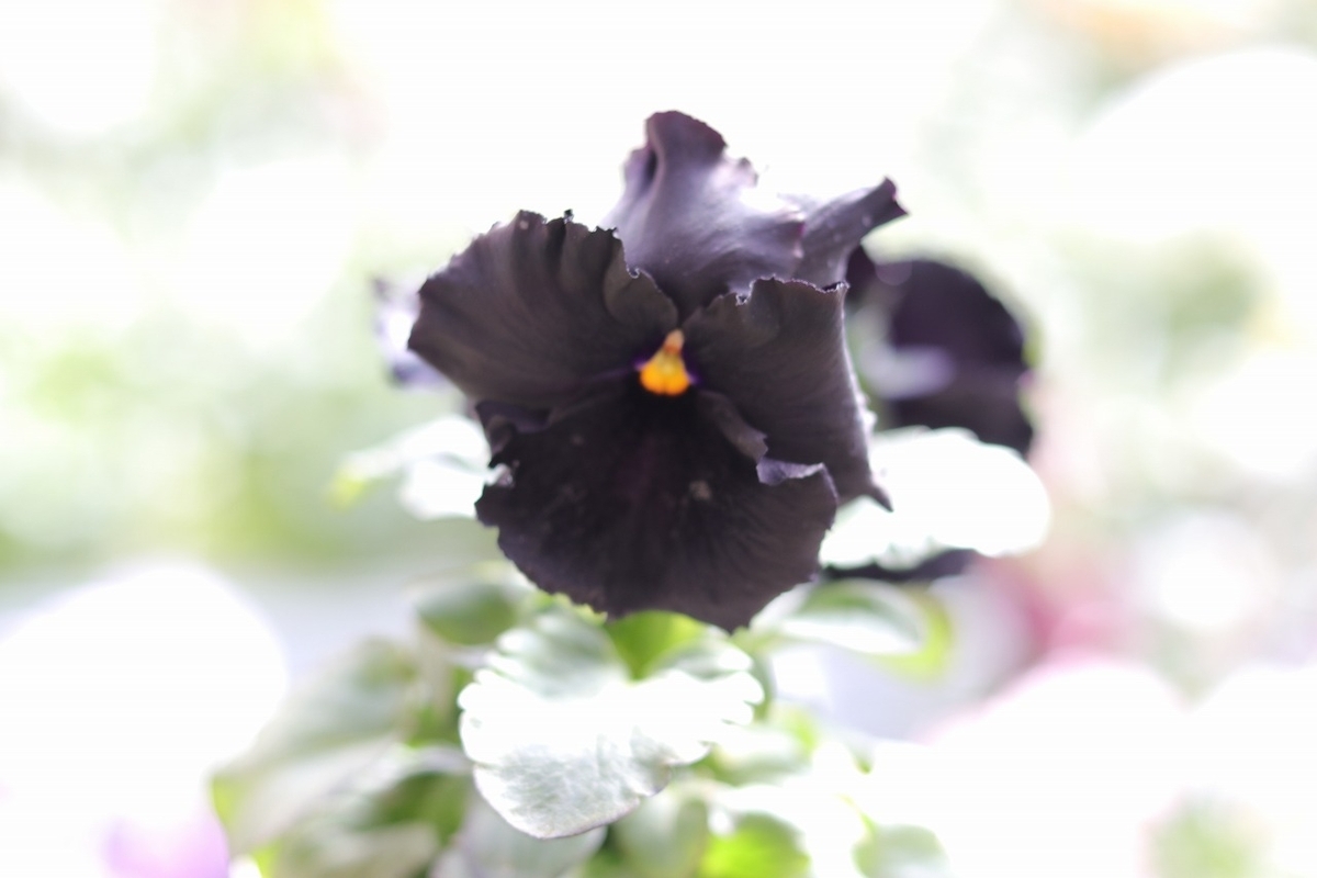 パンジー ブラック 3〜3.5号ポット苗 寄せ植え 鉢植え 花壇 お洒落 おしゃれ 可愛い かわいい 可憐 春の花 冬の花 花 苗 初心者 希少