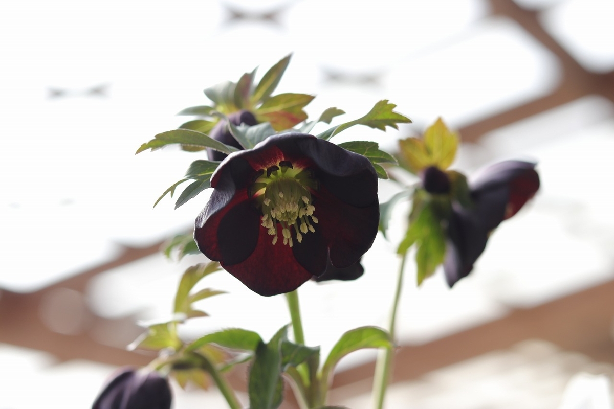 【現品297】 クリスマスローズ オリエンタリス 一重咲き グレイシャスブラック 花付き開花株 5号鉢 現品297