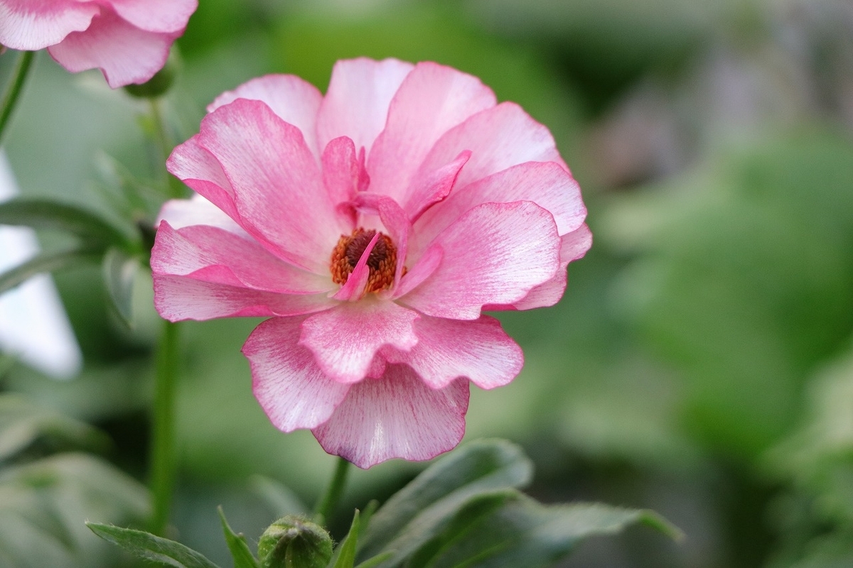 ラナンキュラス ラックス リュキア 4〜5号ポット苗 寄せ植え 花壇 鉢植え お洒落 オシャレ 可愛い アンティーク 冬の花 春の花 花