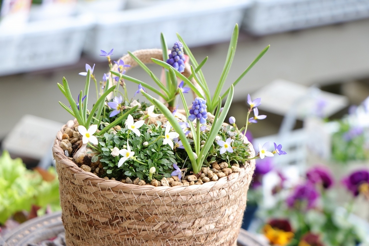季節感満載！魅惑のヒナソウとムスカリ🌸 #寄せ植え - GP-Yamacho