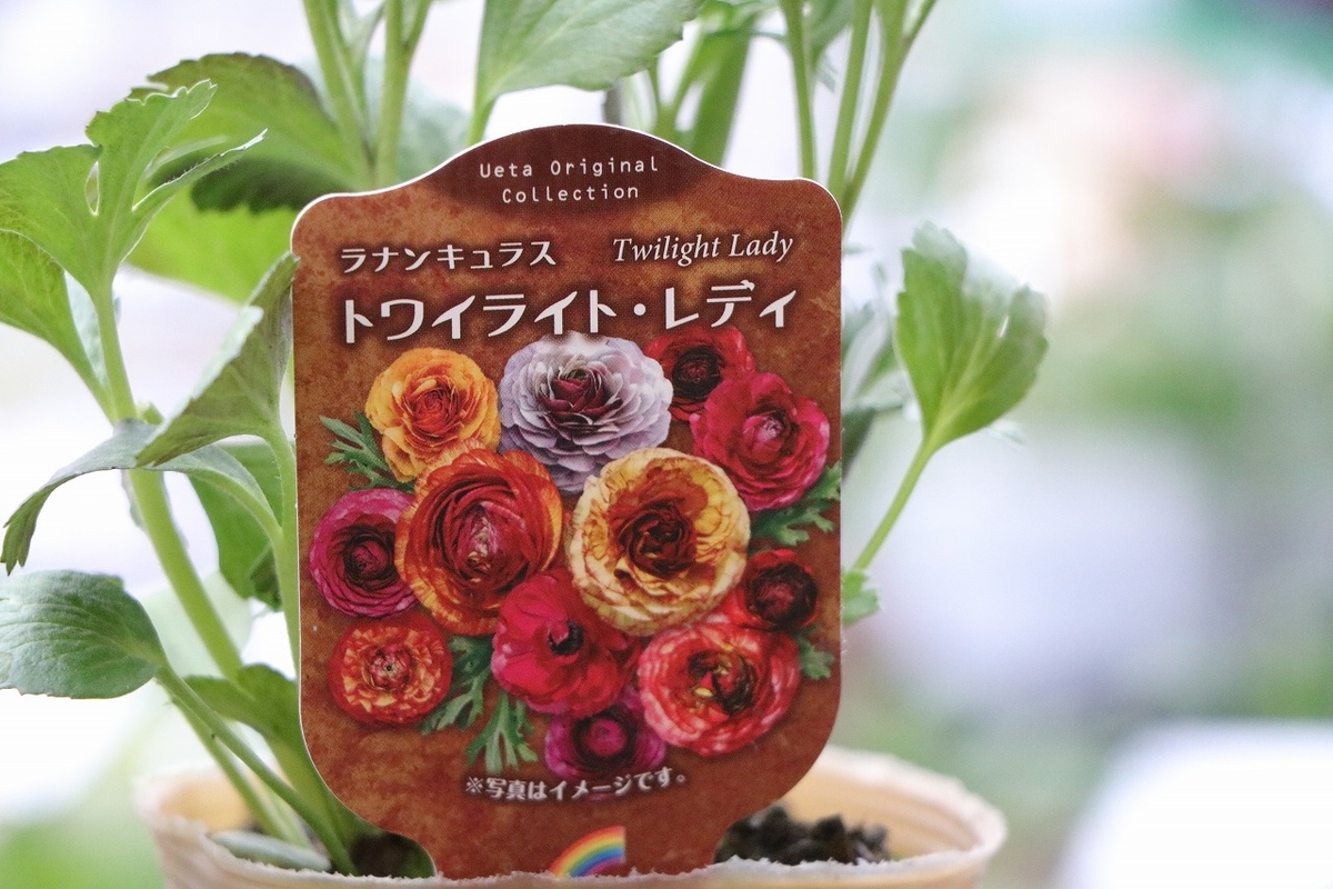 ラナンキュラス トワイライトレディ アソート 3.5号ポット苗 寄せ植え 花壇 鉢植え お洒落 オシャレ シック アンティーク 豪華 冬の花 春の花 花 希少種