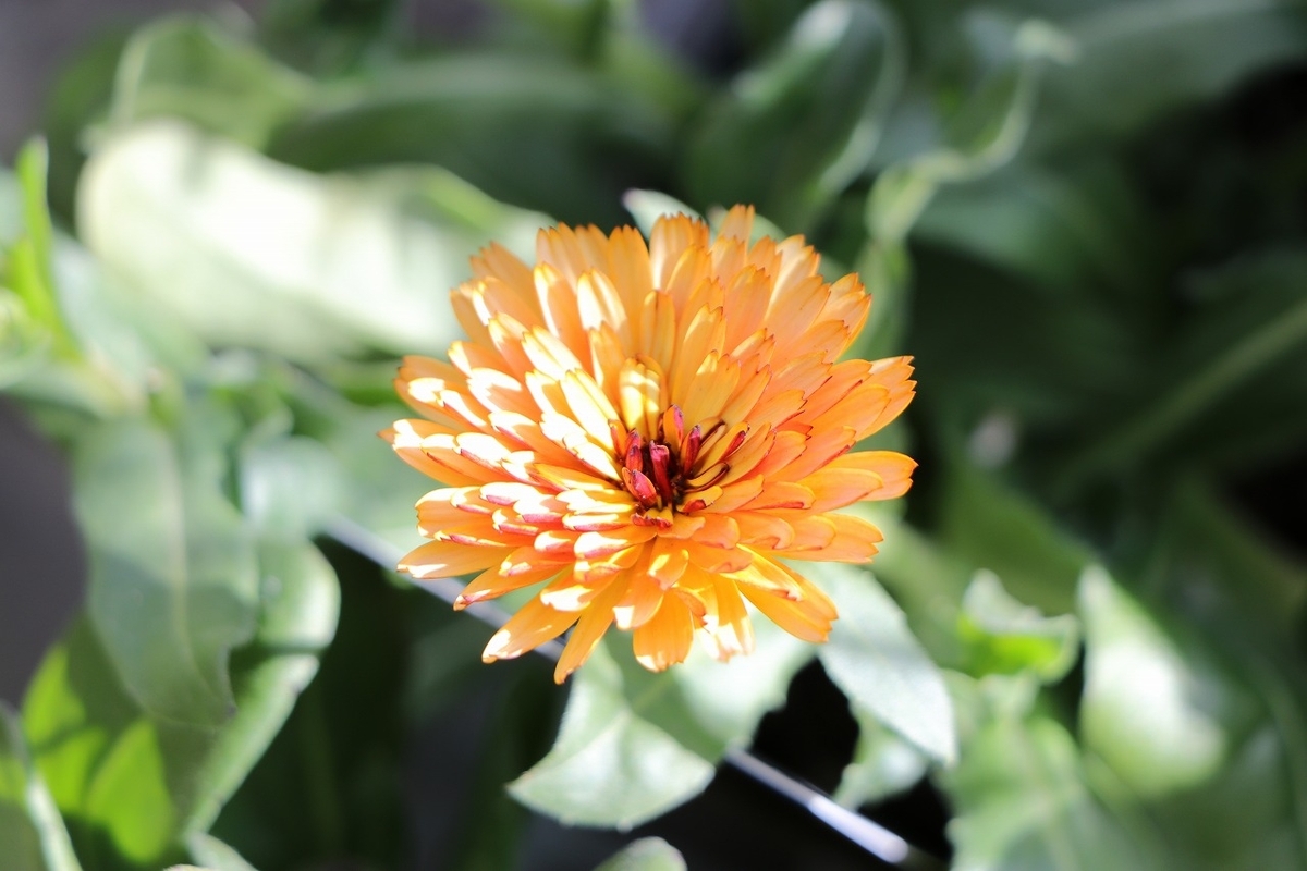 見元園芸 カレンジュラ 冬のフォルテシモ アソート 3〜3.5号ポット苗 キンセンカ 寄せ植え 鉢植え 花壇