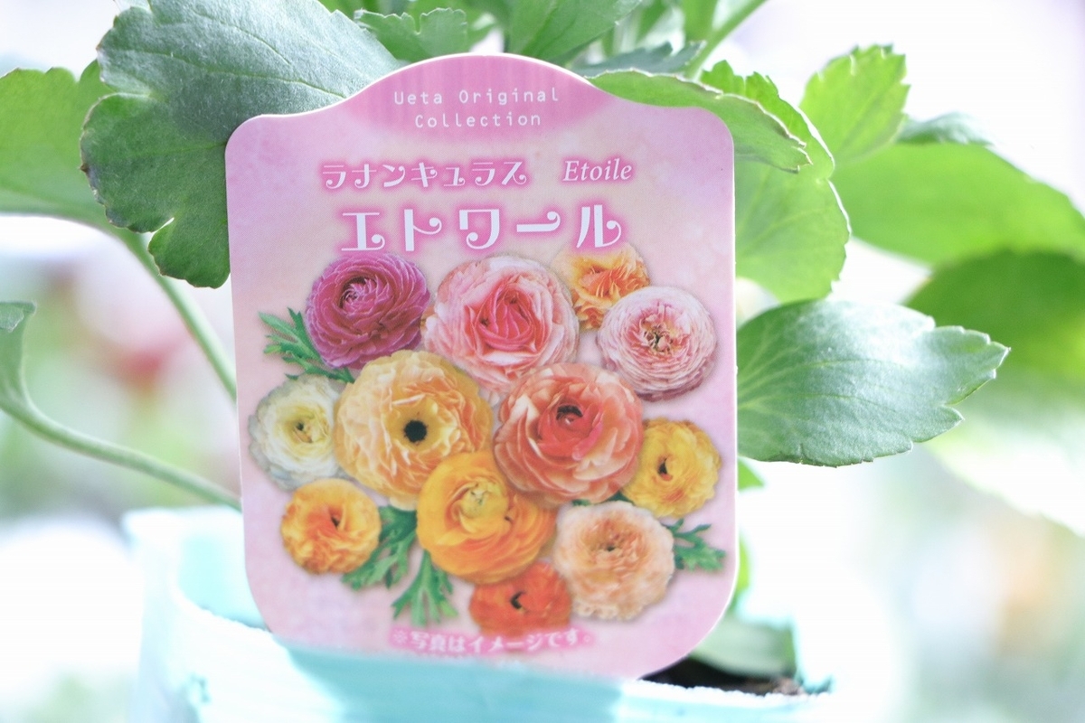 ラナンキュラス エトワール アソート 3.5号ポット苗 寄せ植え 花壇 鉢植え お洒落 おしゃれ 可愛い かわいい 豪華 冬の花 春の花 花 苗 初心者 希少