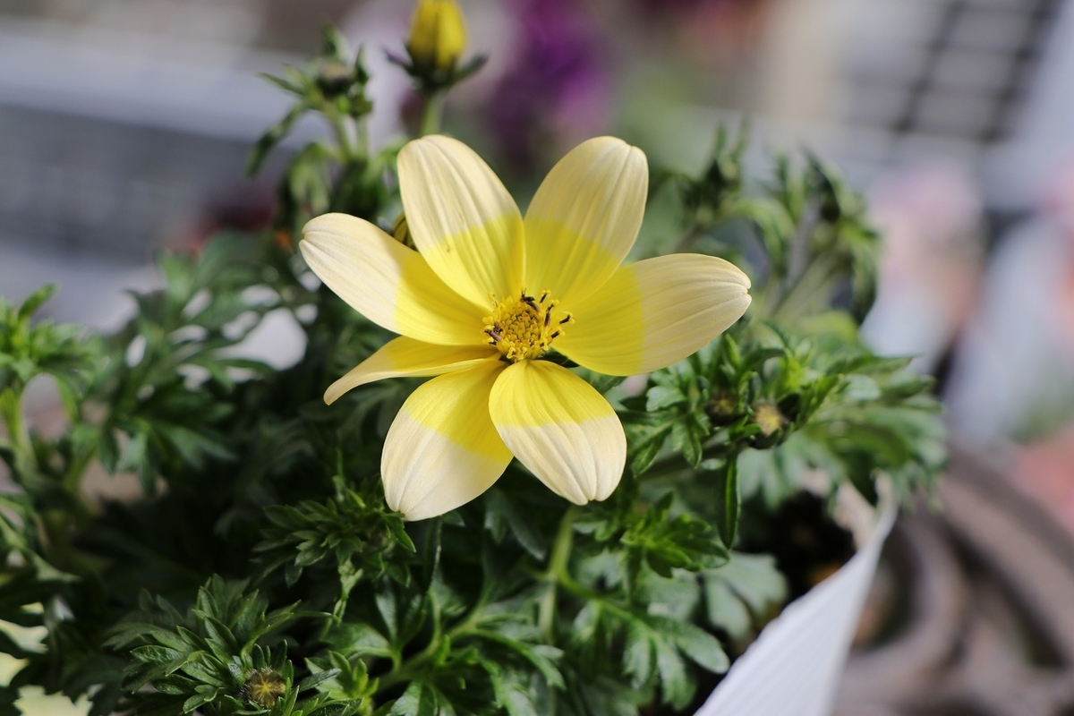 ビデンス レモンサワー 3.5号ポット苗 寄せ植え 花壇