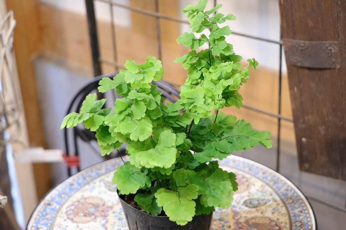 美しい緑色のポトス、和風に馴染む🌿 #ハイブリッド - GP-Yamacho