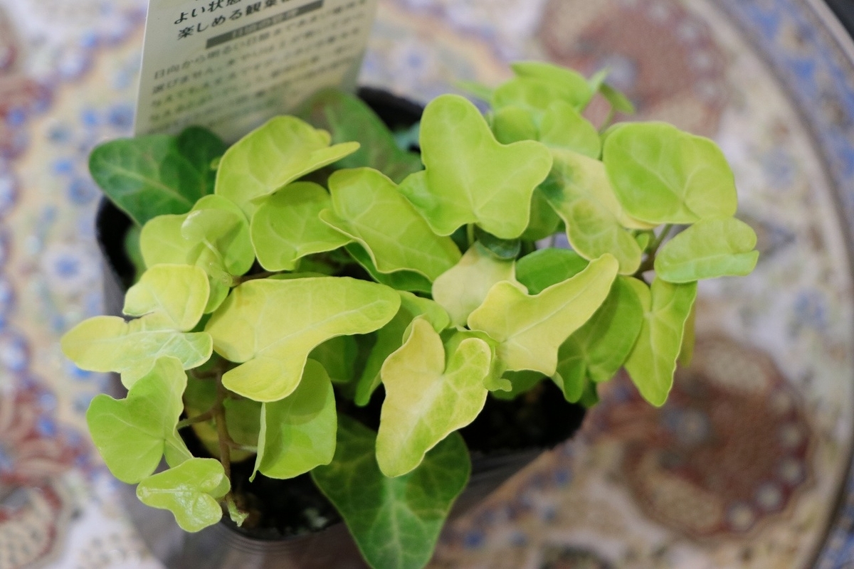 黄金葉 アイビー ジェイク 3〜3.5号ポット苗 アイビー ヘデラ 寄せ植え 花壇 鉢植え お洒落 可愛い オーレア 強い 苗 初心者 カラーリーフ グランドカバー