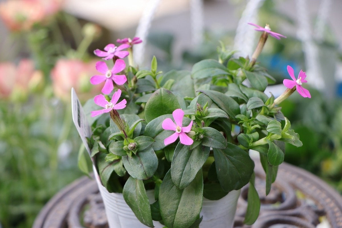 シレネ カロリニアーナ ピンクパンサー 3.5号ポット苗 寄せ植え 花壇 鉢植え お洒落 オシャレ 可愛い カワイイ 春の花 花