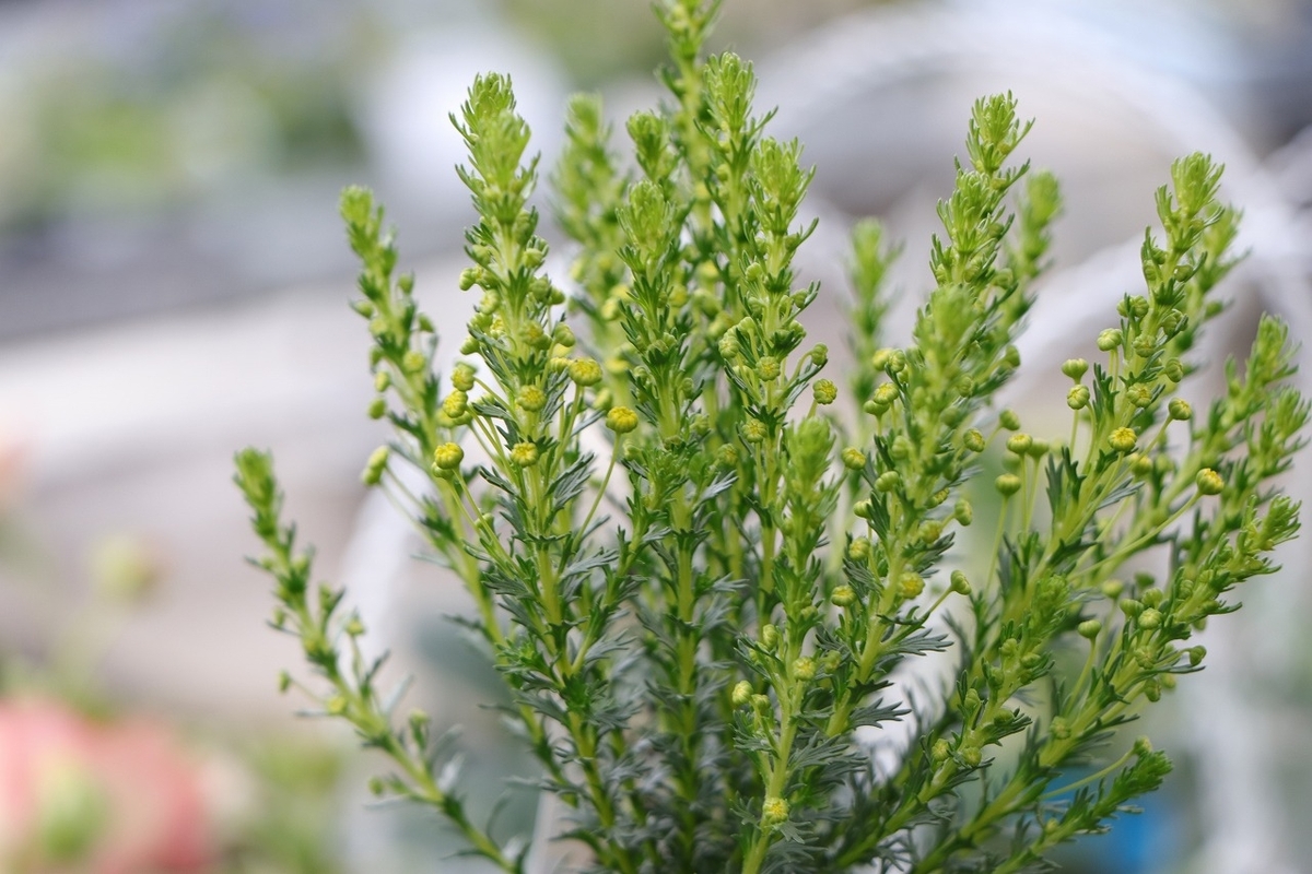 ユリオプス ゴールデンクラッカー3号ロングポット苗 寄せ植え 花壇