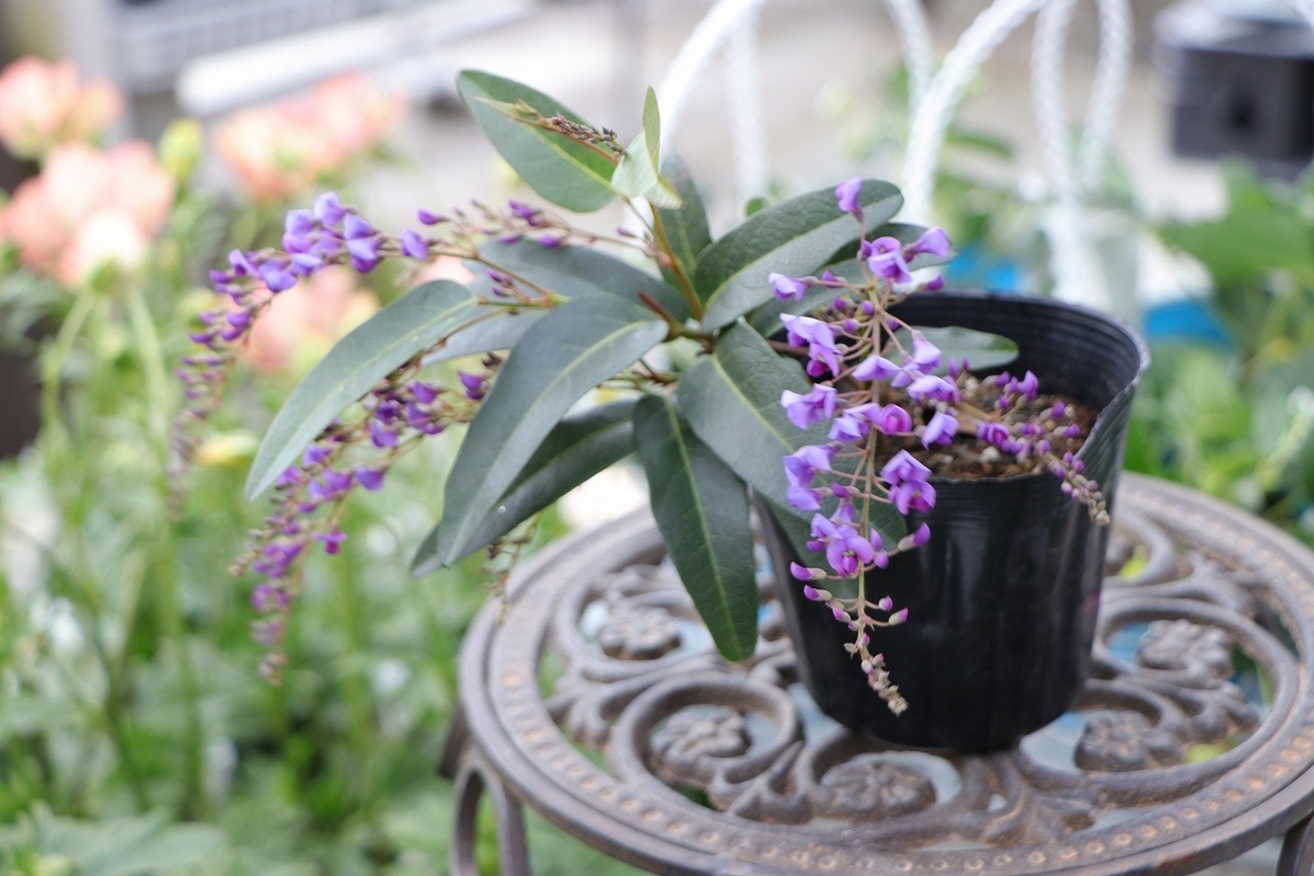 ハーデンベルギア パープル 3〜3.5号ポット苗 寄せ植え 花壇 鉢植え お洒落 おしゃれ 可愛い かわいい 常緑樹 春の花 花 苗 初心者