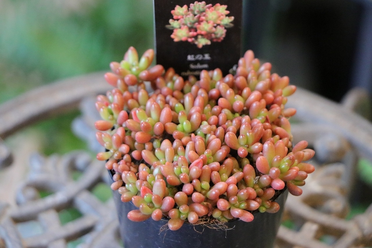 多肉植物 セダム 虹の玉 2.5〜3号ポット苗