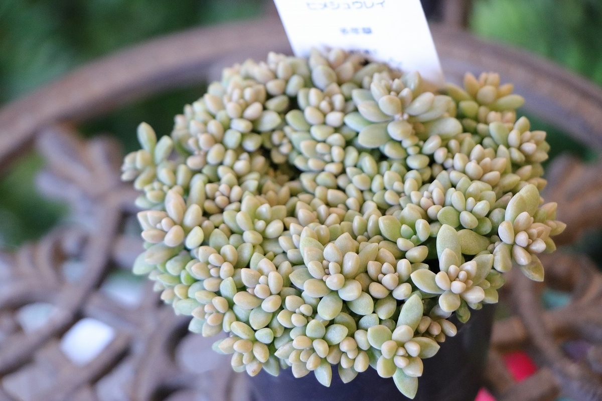 多肉植物 姫秋麗 ヒメシュウレイ 2.5〜3号ポット苗 観葉植物 寄せ植え 花壇 鉢植え お洒落 可愛い 花 苗 初心者 カラーリーフ グランドカバー ロックガーデン
