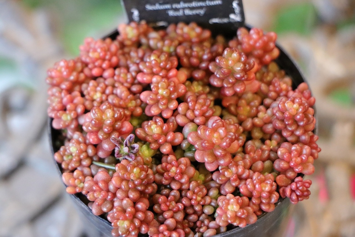 多肉植物 セダム レッドベリー 2.5〜3号ポット苗 観葉植物 寄せ植え 花壇 鉢植え お洒落 可愛い 花 苗 初心者 カラーリーフ グランドカバー ロックガーデン