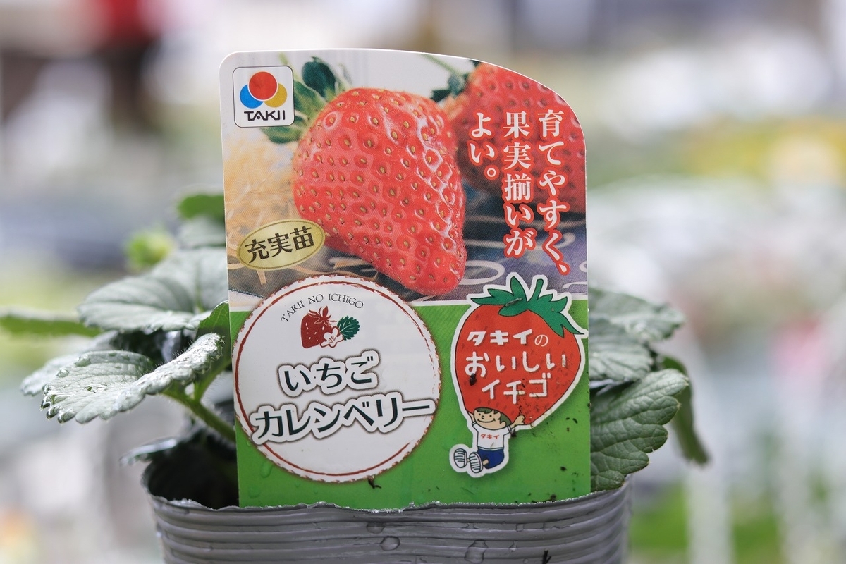 タキイ イチゴ苗 カレンベリー 4号ポット苗 一季なり イチゴ イチゴ苗 寄せ植え 花壇 鉢植え お洒落 可愛い 春の花 花 野菜 果物 苗 初心者