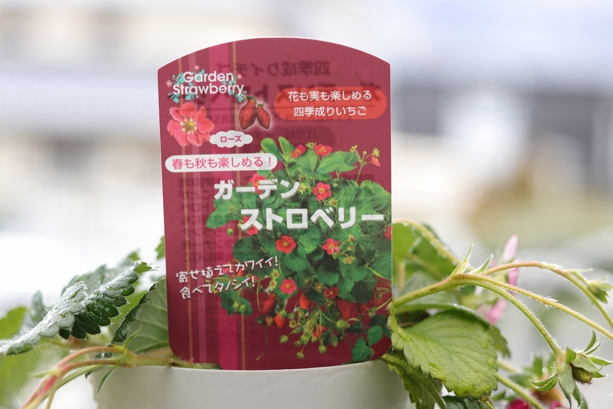 ガーデンストロベリー 3.5号鉢 四季なり イチゴ イチゴ苗 寄せ植え 花壇 鉢植え お洒落 オシャレ 可愛い 春の花 花 野菜 果物