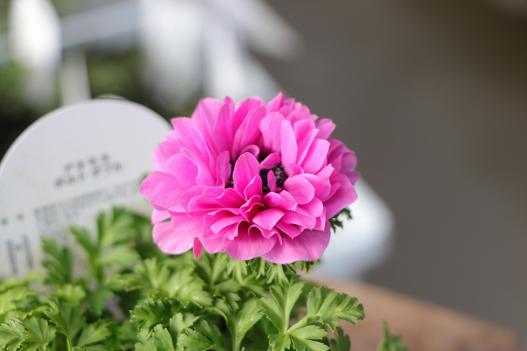 春に咲く丈夫なピンクの花♪寄せ植えに最適💐 - GP-Yamacho