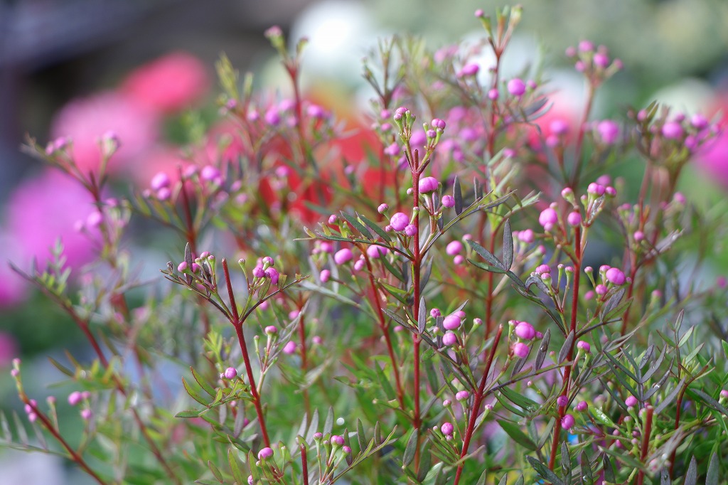 春に咲く丈夫なピンクの花♪寄せ植えに最適💐 - GP-Yamacho