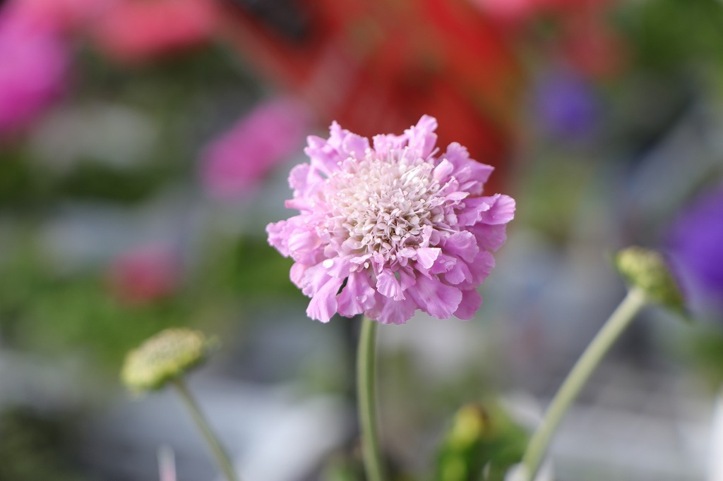 春に咲く丈夫なピンクの花♪寄せ植えに最適💐 - GP-Yamacho