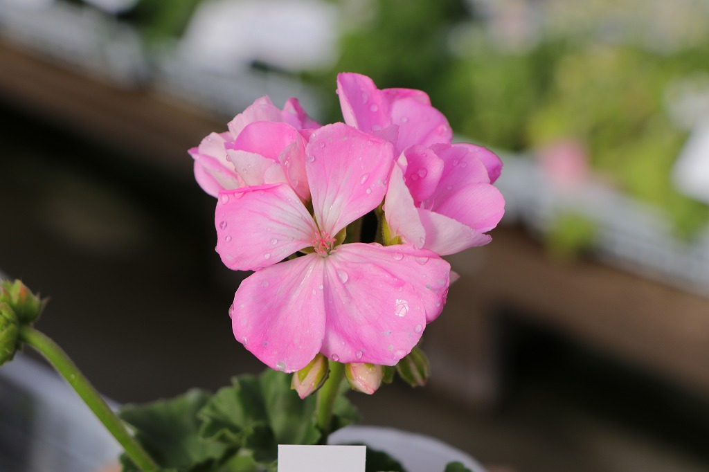 春に咲く丈夫なピンクの花♪寄せ植えに最適💐 - GP-Yamacho