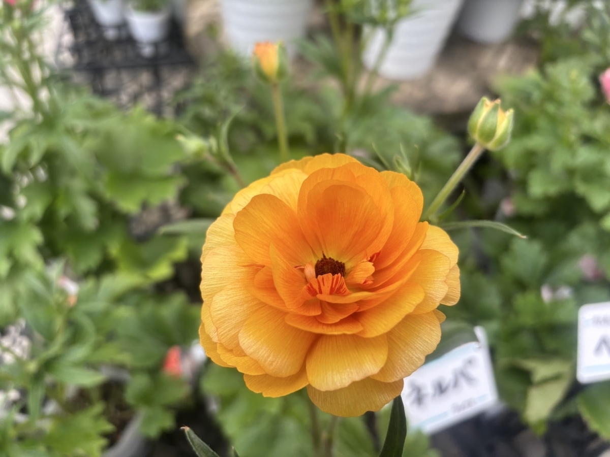 光沢のある花びらが魅力！ラナンキュラス・ラックス特別セール🌿 - GP