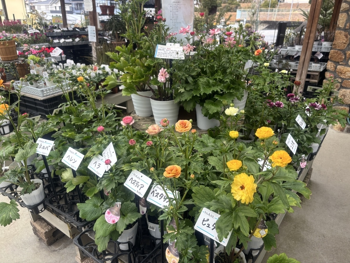 光沢のある花びらが魅力！ラナンキュラス・ラックス特別セール🌿 - GP