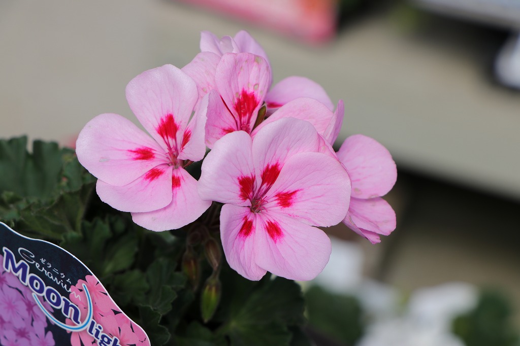 鮮やかな花色に魅了！ムーンライトシリーズをご紹介♪ #ゼラニウム