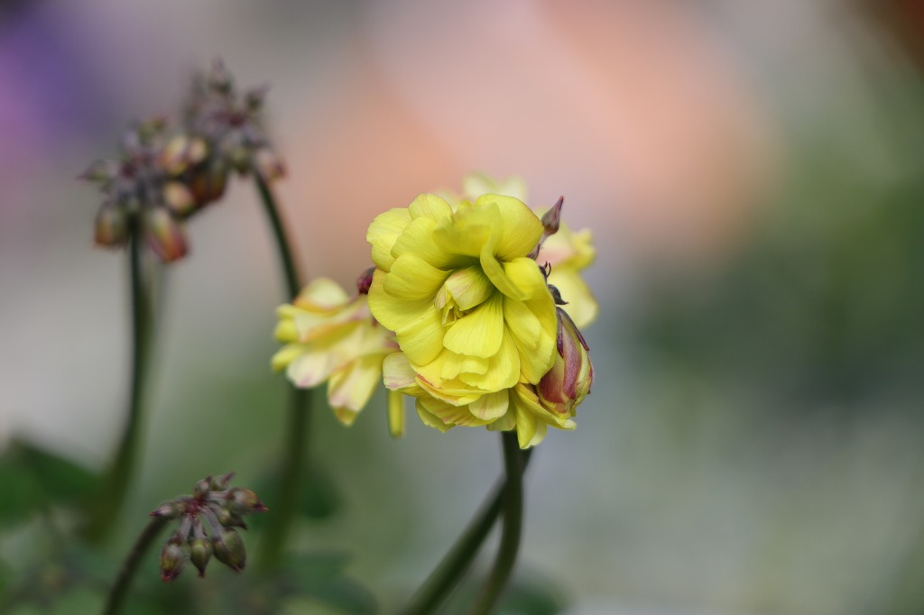 八重咲き黄花 オキザリス ダブルイエロー 3.5号ポット苗 寄せ植え 花壇 鉢植え お洒落 おしゃれ 可愛い かわいい 秋の花 冬の花 花 苗 初心者 希少