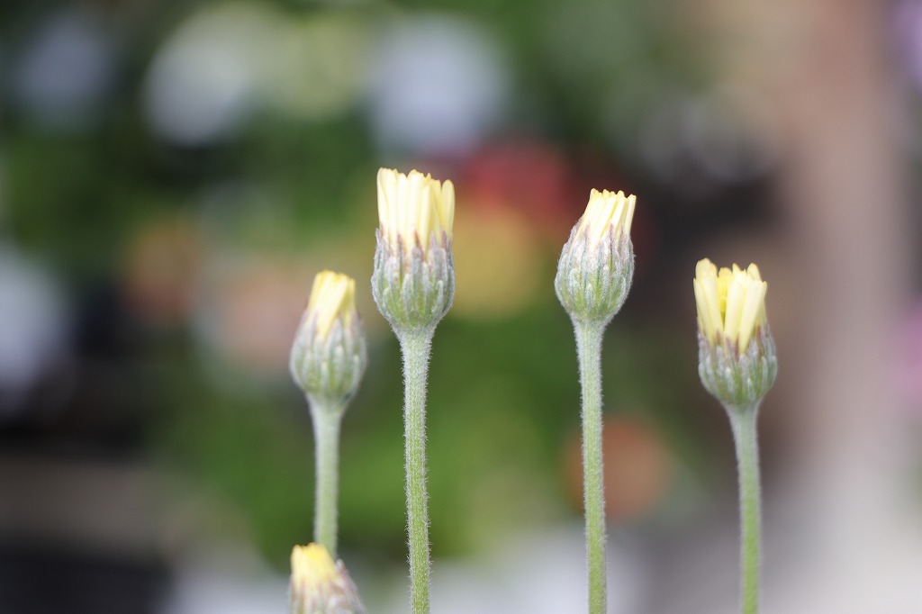 ローダンセマム レトロクラッカー 3.5号ポット苗 寄せ植え 花壇