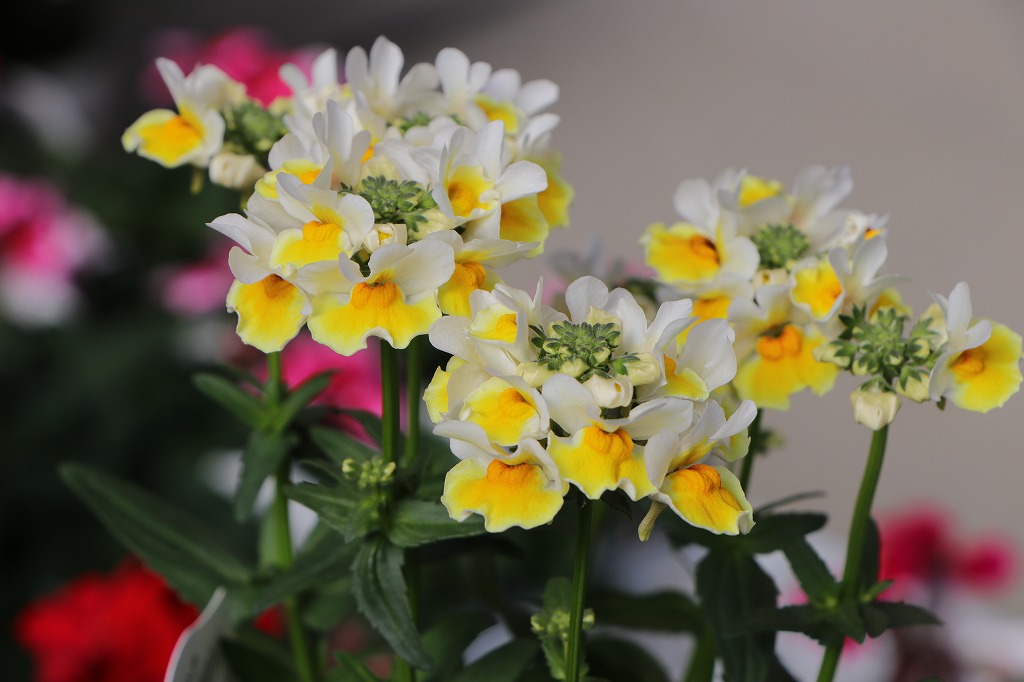 宿根ネメシア レモンスカッシュ 3.5号ポット苗 寄せ植え 花壇 鉢植え お洒落 オシャレ 可愛い 冬の花 春の花 花